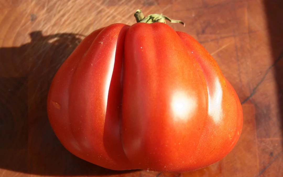 Coeur de boeuf de Nice