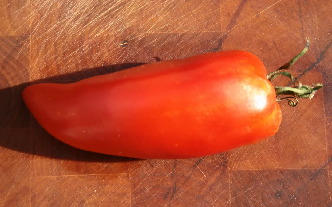 Andine cornue