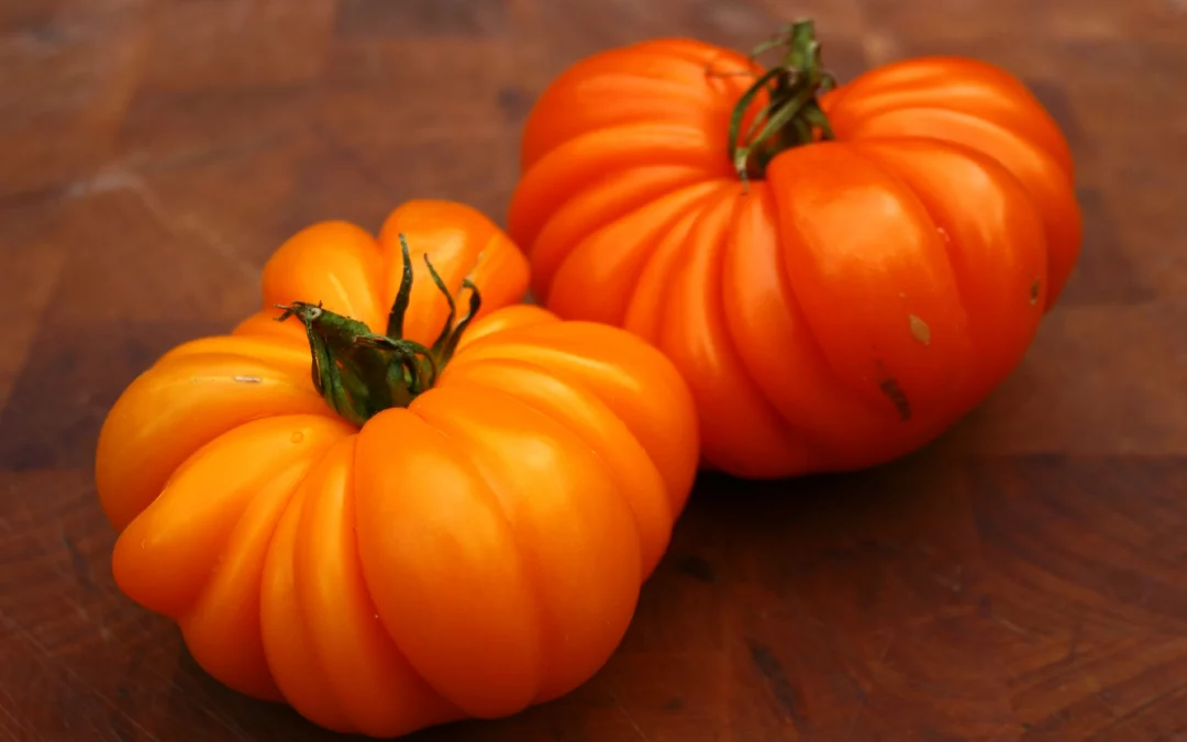 Beauty Lottringa Orange
