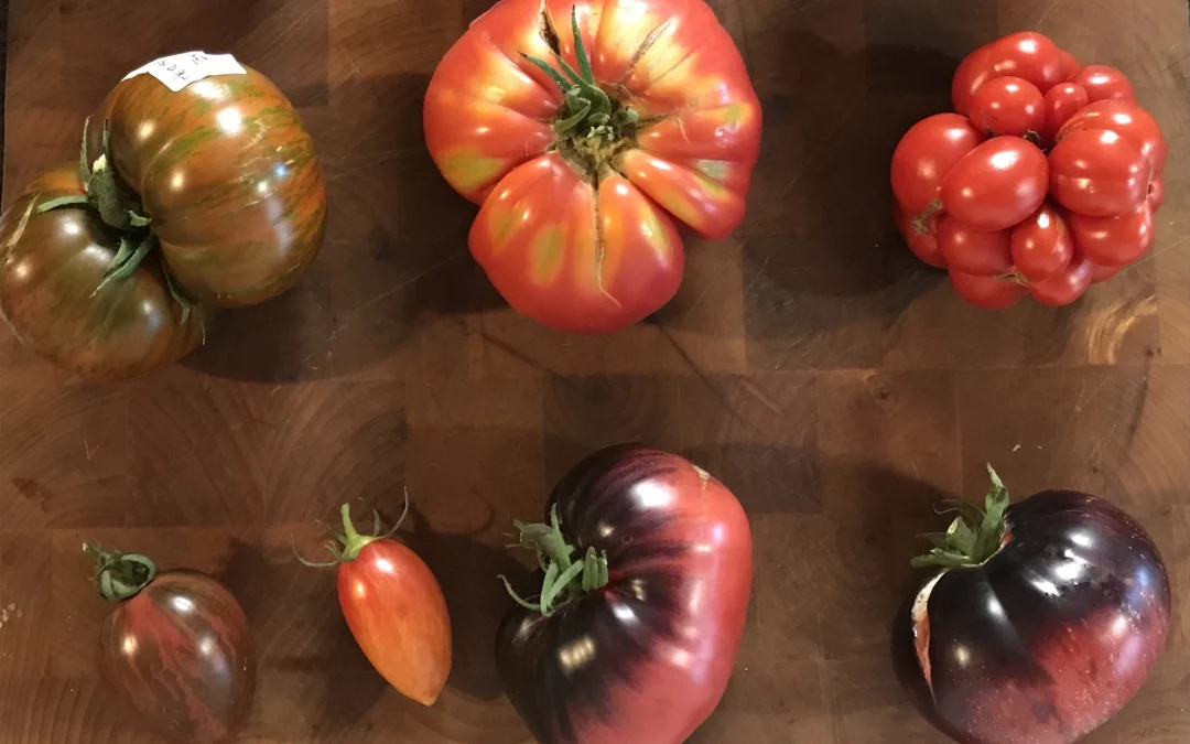 Mix Sélection de tomates 2024 / 2025
